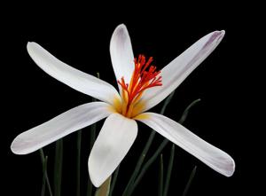 Crocus fleischeri