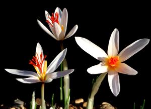 Crocus fleischeri