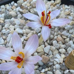 Crocus cartwrightianus