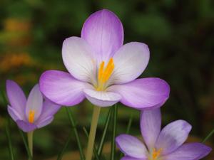 Crocus goulimyi