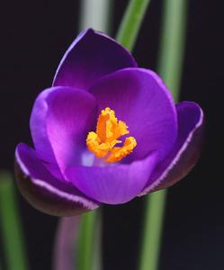 Crocus minimus