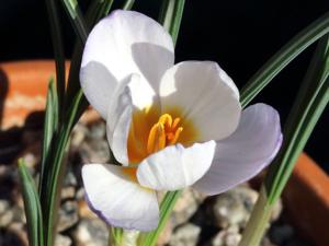 Crocus tauricus