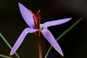 Crocus roseoviolaceus
