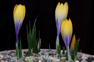 Crocus gotoburgensis