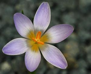 Crocus danfordiae