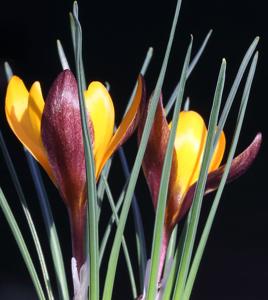 Crocus henrikii