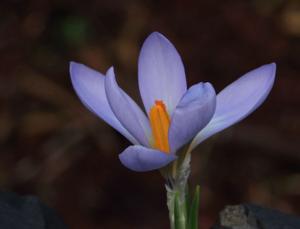 Crocus inghamii