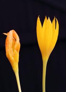 Crocus scharojanii