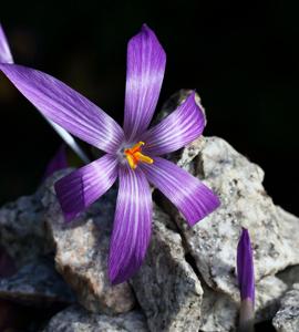 Crocus dispathaceus