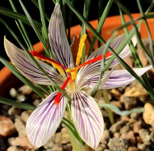 Crocus moabiticus