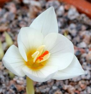 Crocus pulchellus