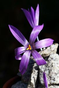 Crocus dispathaceus