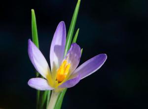 Crocus danfordiae