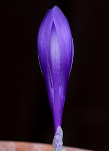 Crocus pelistericus