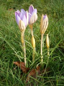 Crocus imperati