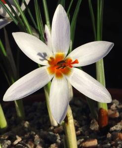 Crocus hartmannianus