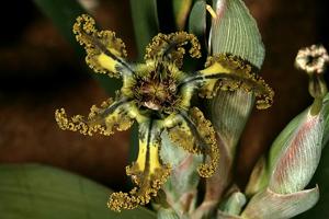 Ferraria variabilis