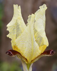 Iris paradoxa f. choschab