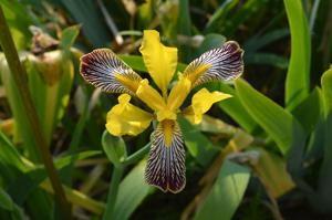 Iris variegata