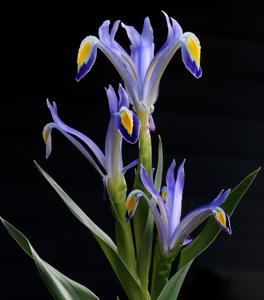 Iris warleyensis