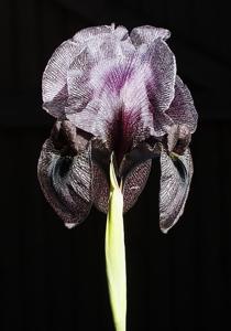 Iris susiana
