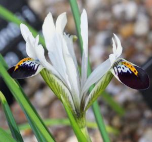 Iris zagrica