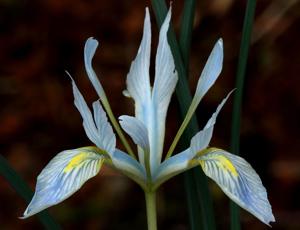 Iris vartanii