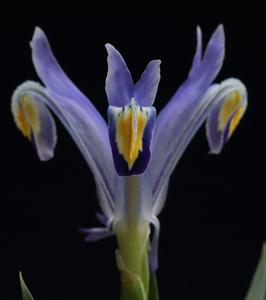 Iris warleyensis