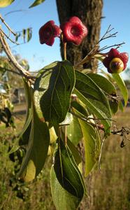 Clerodendrum floribundum