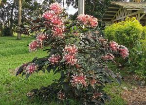 Clerodendrum quadriloculare