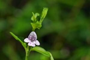 Clinopodium brownei