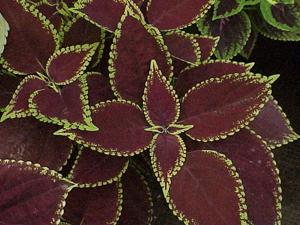 Coleus scutellarioides