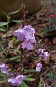 Prostanthera linearis