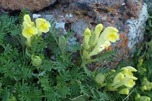Scutellaria orientalis