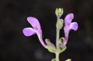 Scutellaria tenasserimensis