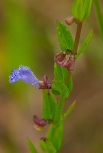 Scutellaria parvula var. missouriensis