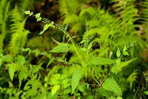 Scutellaria lateriflora