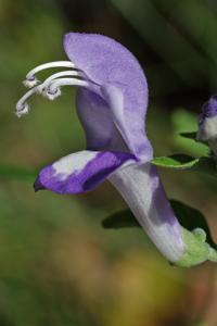 Scutellaria mellichampii