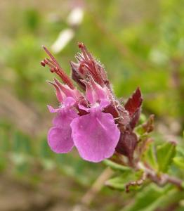 Teucrium chamaedrys
