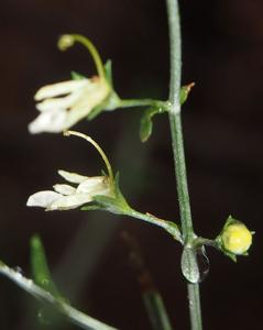 Teucrium racemosum