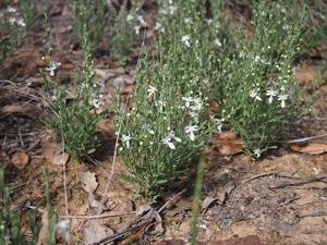 Teucrium integrifolium