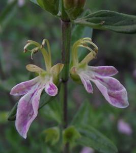 Teucrium bicolor