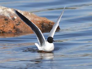 Hydrocoloeus minutus