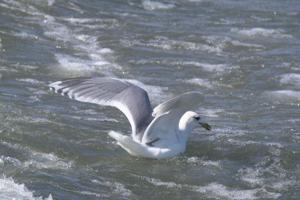 Larus glaucoides kumlieni