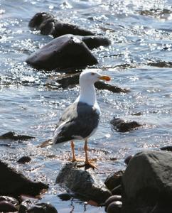 Larus livens