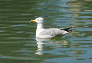 Larus michahellis