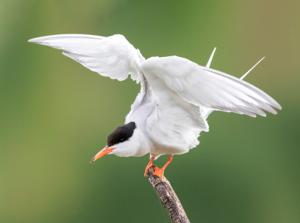 Sterna hirundo
