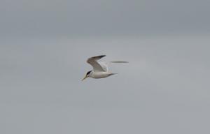 Sternula superciliaris