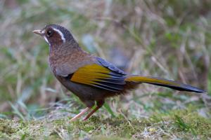 Trochalopteron morrisonianum