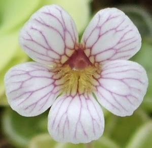 Pinguicula kondoi